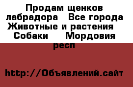Продам щенков лабрадора - Все города Животные и растения » Собаки   . Мордовия респ.